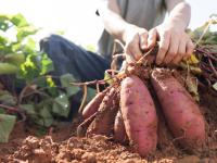 Agronomy Feeds the World: Team Sweet Potato