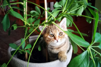Plant Cats