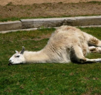 Lazy Llama's