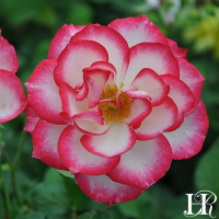 Rosey Roses