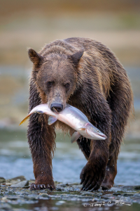 grizzly fish