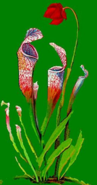 The Perfect Pitcher Plants.