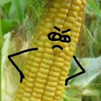 the corn heads