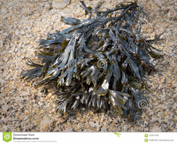 Sad Seaweed