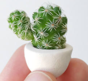 The Mini Cacti