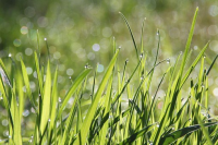 Grimmy Grass