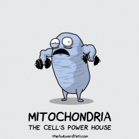 Mitochondrias