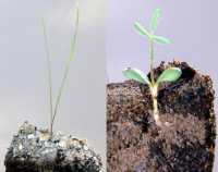 Phosphorus Absorption in Developing Monocots and Dicots