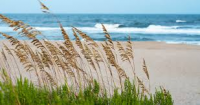 The Effect of ACC on the Salinity Tolerance of Sea Oats