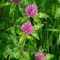 The Effect of Seed Mass on the Susceptibility of Pisum sativum to Red Clover Phytotoxins