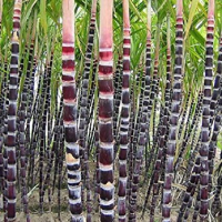 Sugar Plants